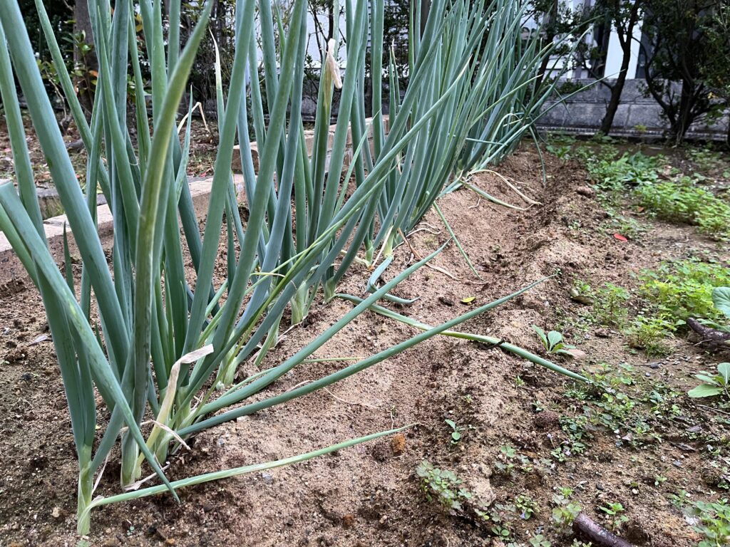 そろそろ土寄せのタイミングを迎えるネギ