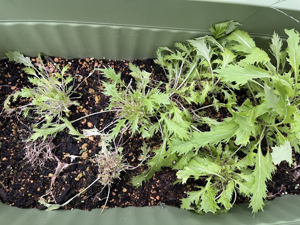 枯れかけている再生水菜