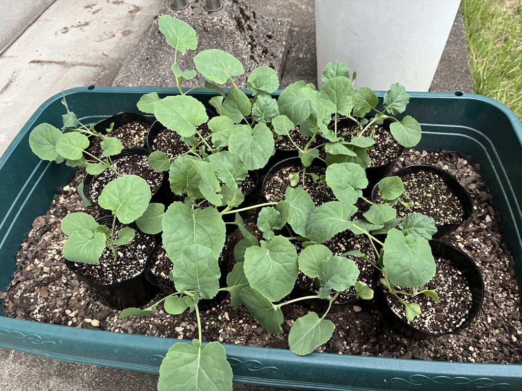 1週間でグッと成長したブロッコリーの苗