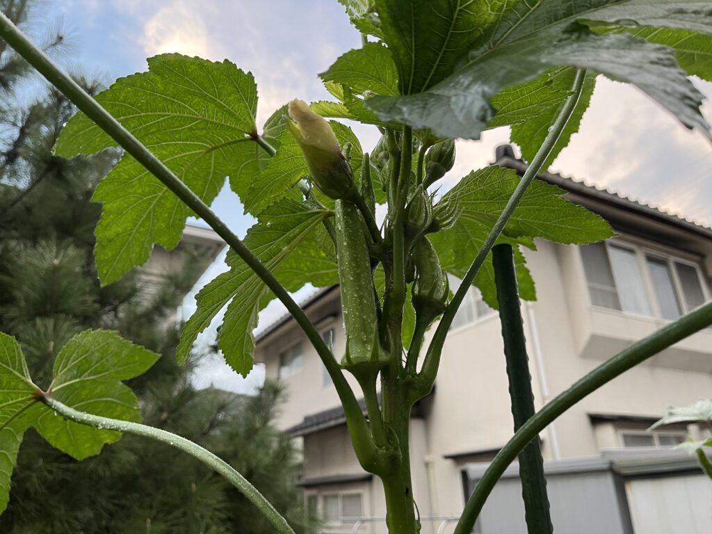 あと数本収穫で今シーズンを終えるオクラ