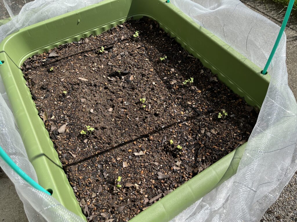 1つのプランターに12ヵ所一斉に発芽した様子