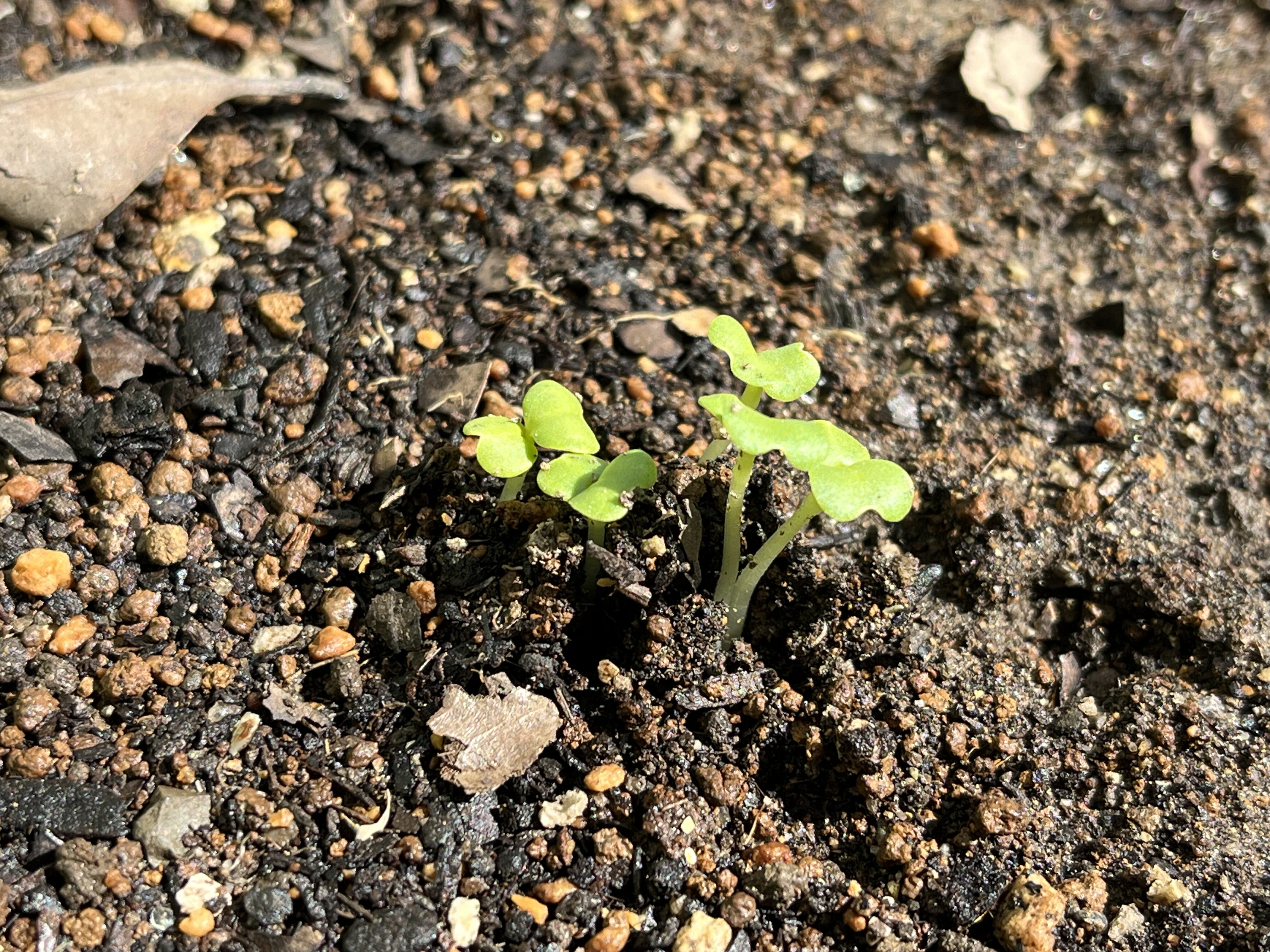 種まきから4日で発芽した小カブ