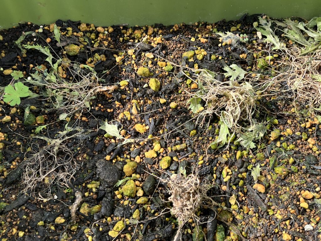 枯れてしまった水菜