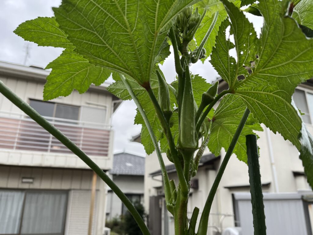 一日中日陰環境で成長がほとんど止まっているオクラ