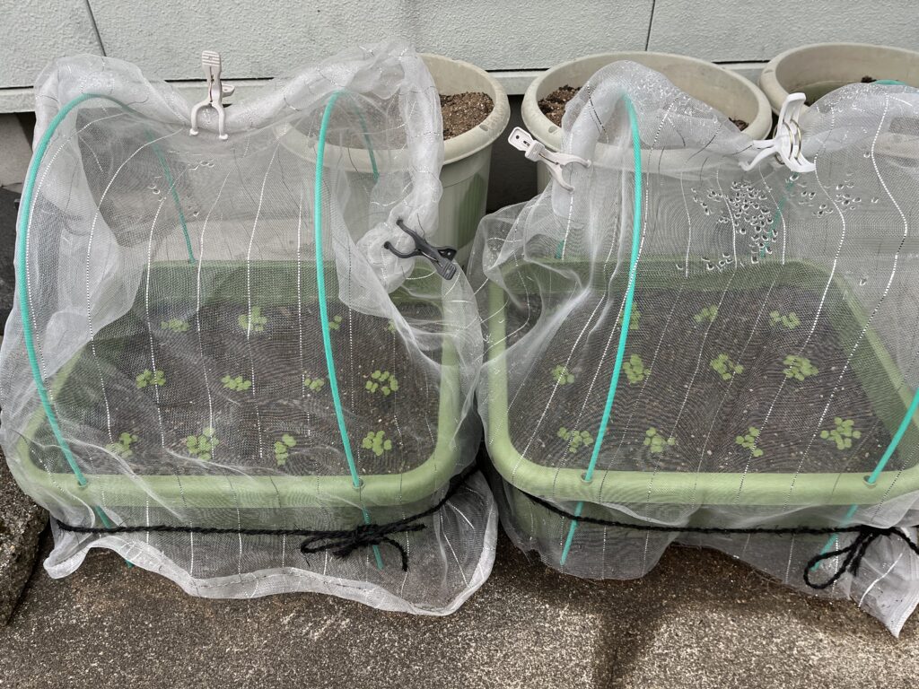 24ヵ所すべて発芽し、間引きのタイミングの小カブ