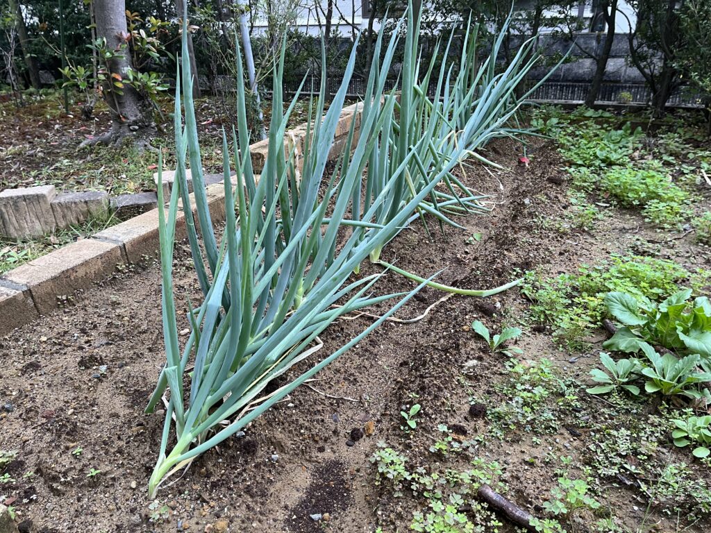 強風により倒伏しているネギ