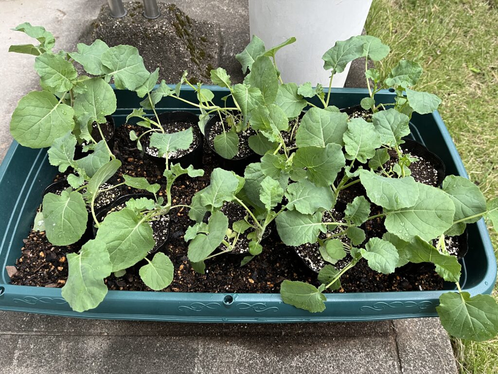 定植を迎えるブロッコリーの苗