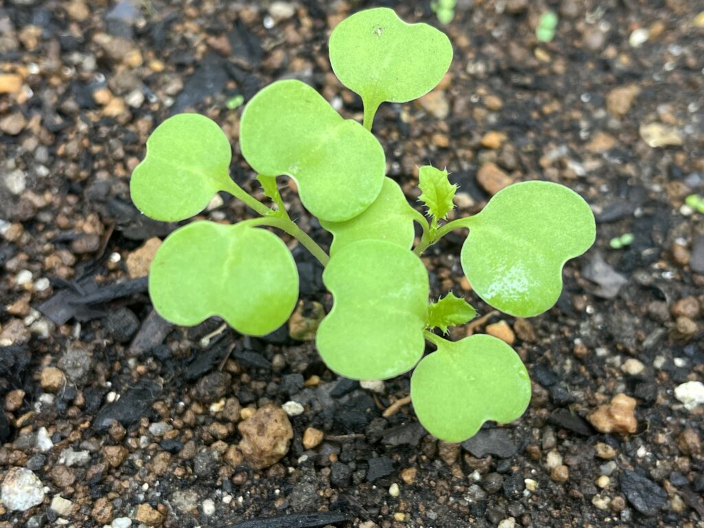 本葉が見え始めている間引き前の小カブの様子