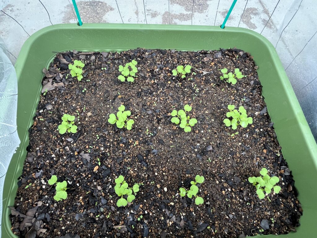 間引き前の小カブプランターの様子