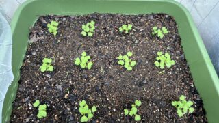 小カブ栽培記録