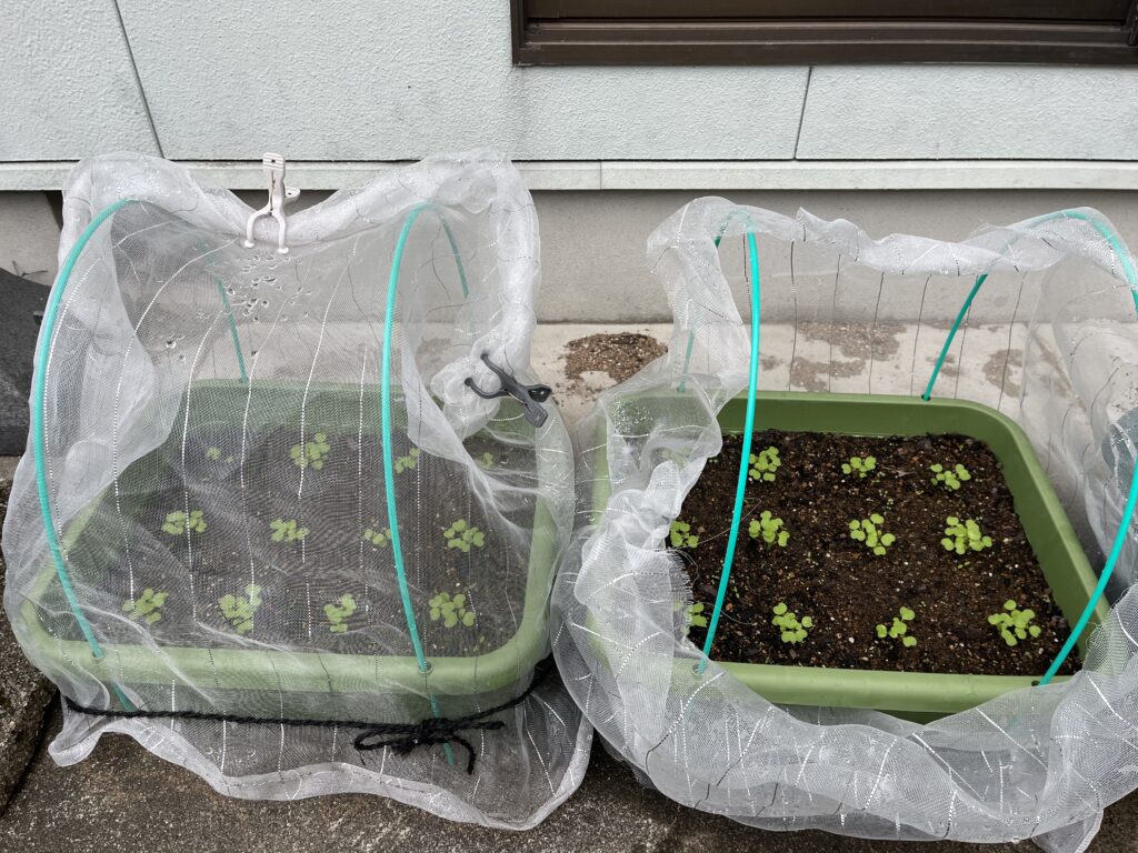 防虫ネット「虫よけちゅ~ぶ」で害虫からガードしている様子