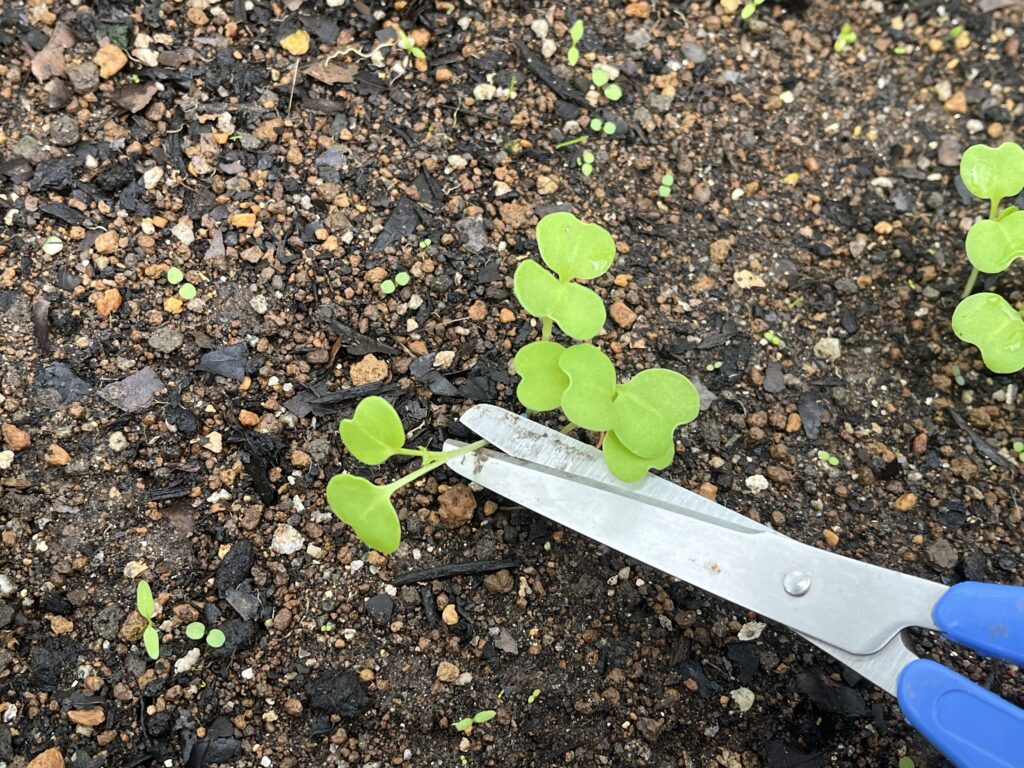 残す苗の根を傷めないようにハサミで間引きしている様子