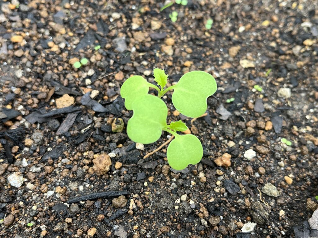 1回目の間引きを終えてスッキリした様子