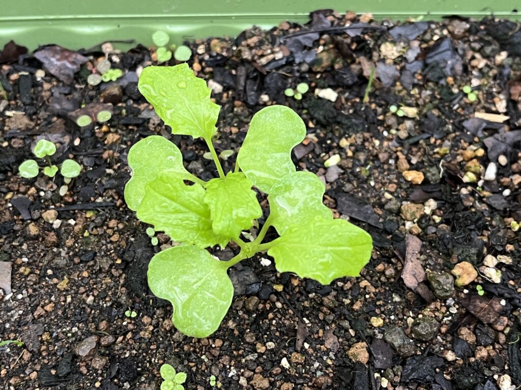 本葉２枚目が出てきた小カブの様子