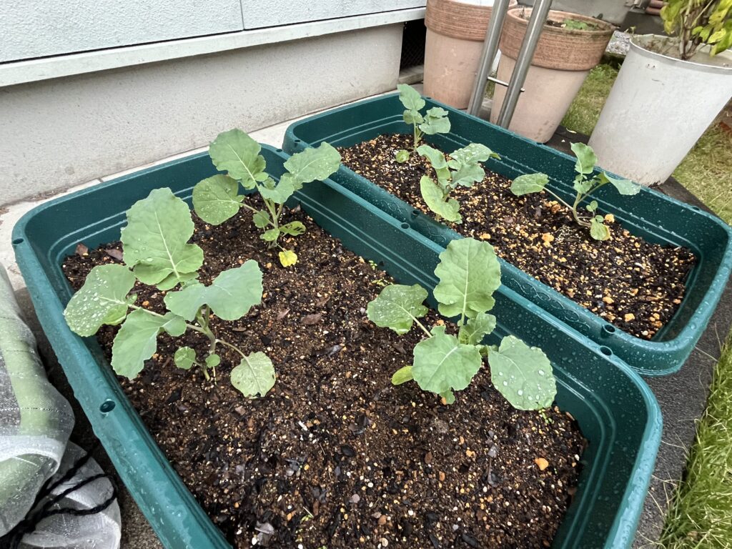 プランターに定植したブロッコリーが順調に成長している様子