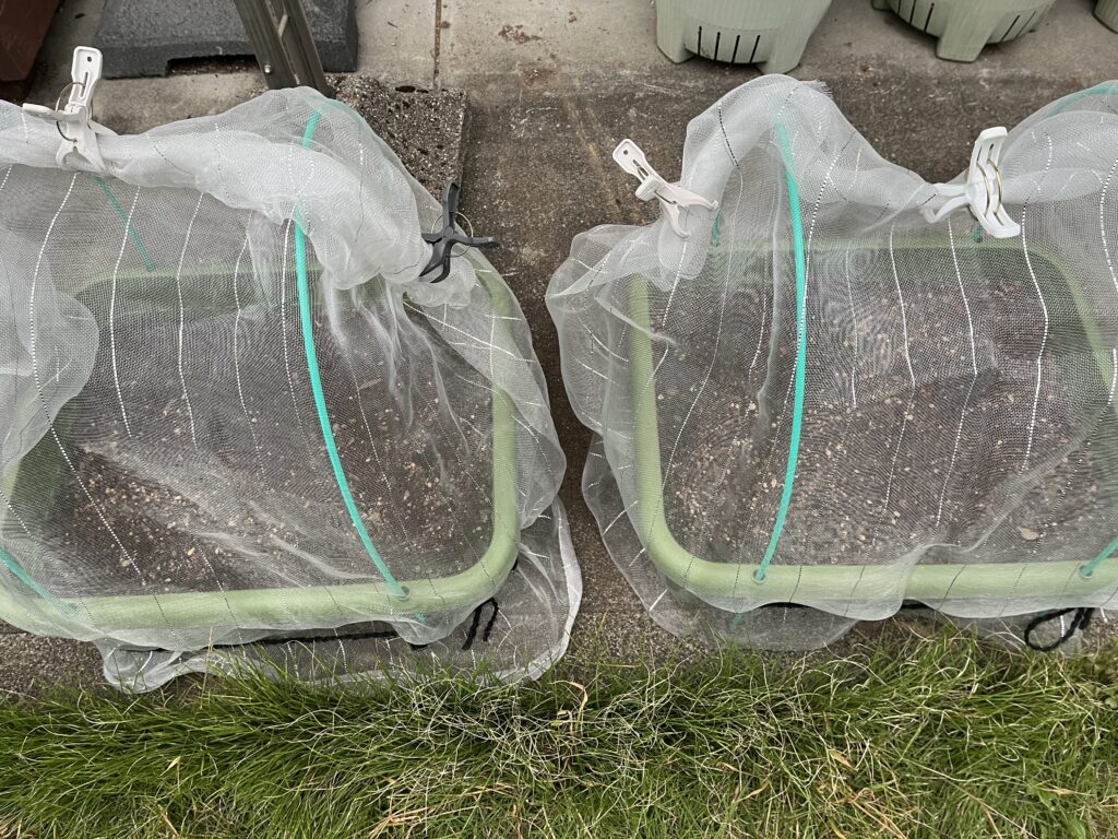 小カブCRゆきばなの種まきをしたプランター