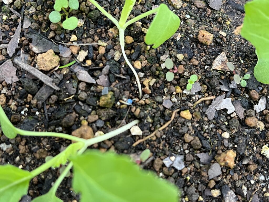 小カブの苗の根元が細くなっている様子