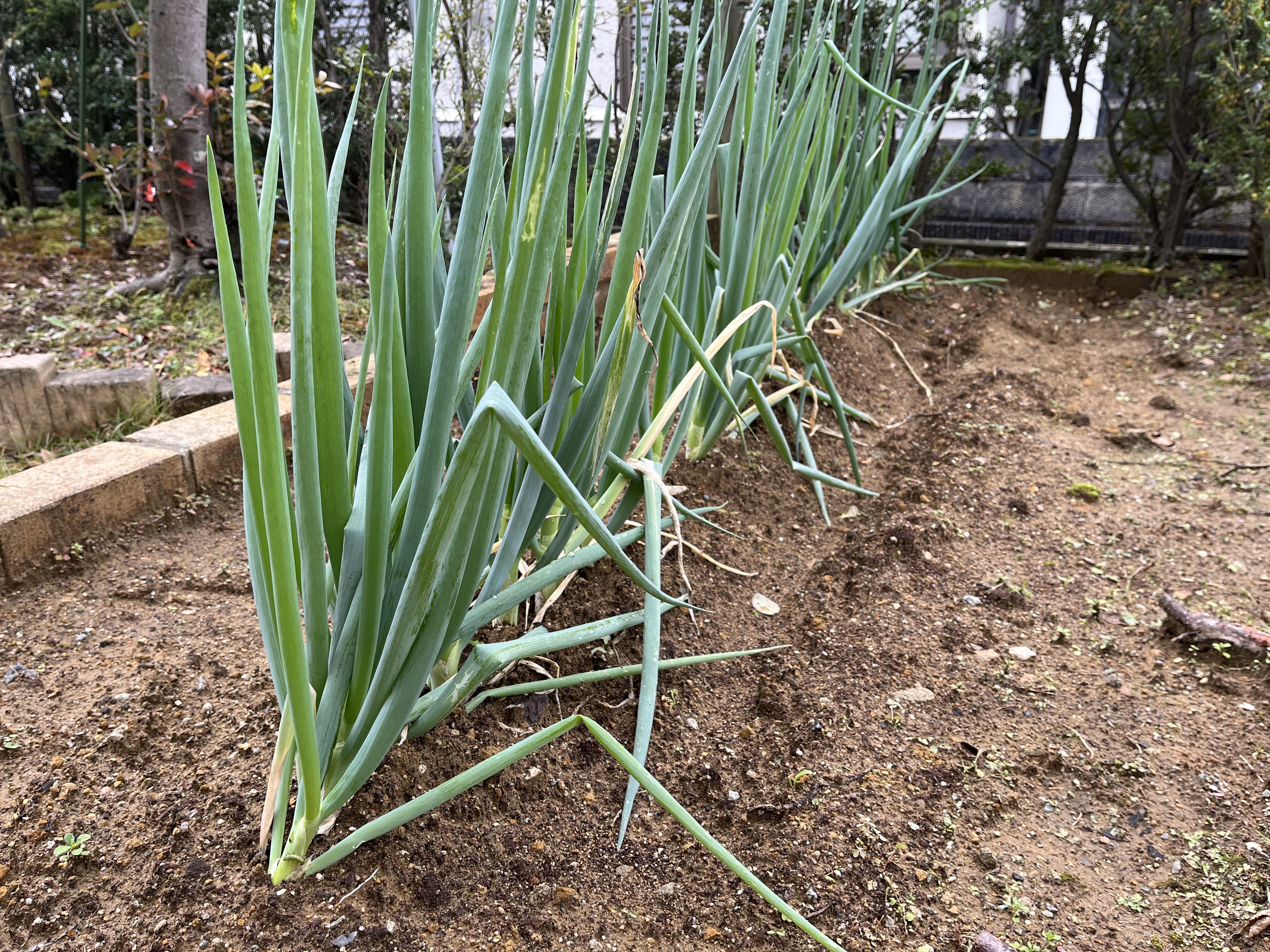 成長のゆっくりな株から薬味として使っているネギ