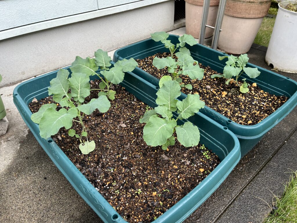 プランターに千鳥で植え付けた苗が元気に葉を増やしているブロッコリー