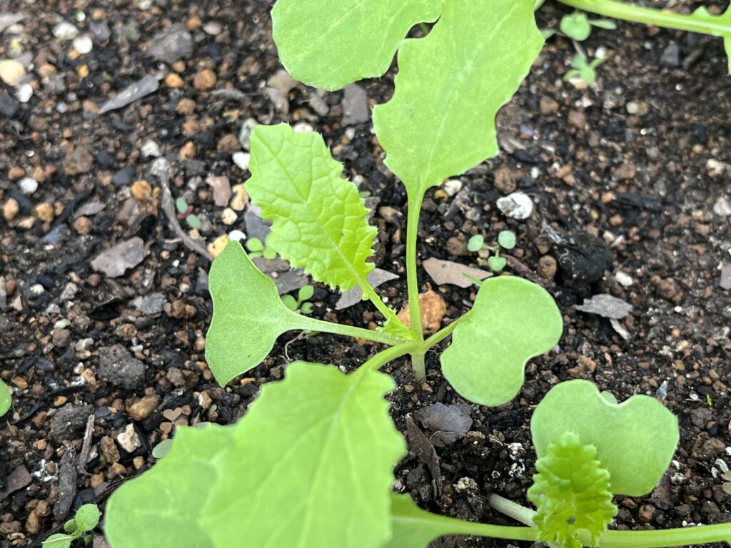 小さな本葉４枚目が顔を出している小カブの様子