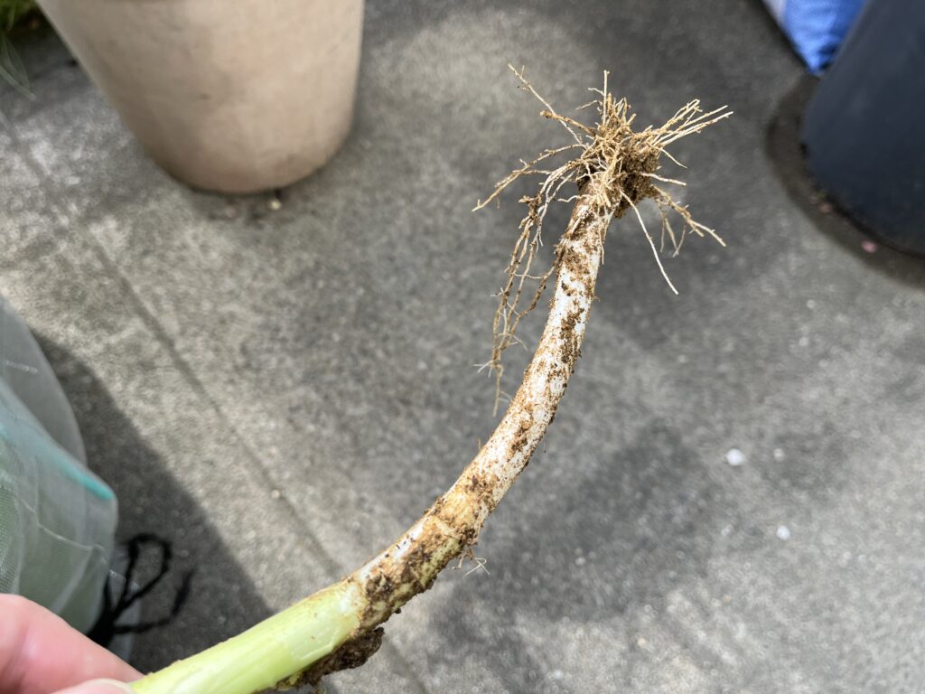 間引き収穫した土が付いている状態のネギ
