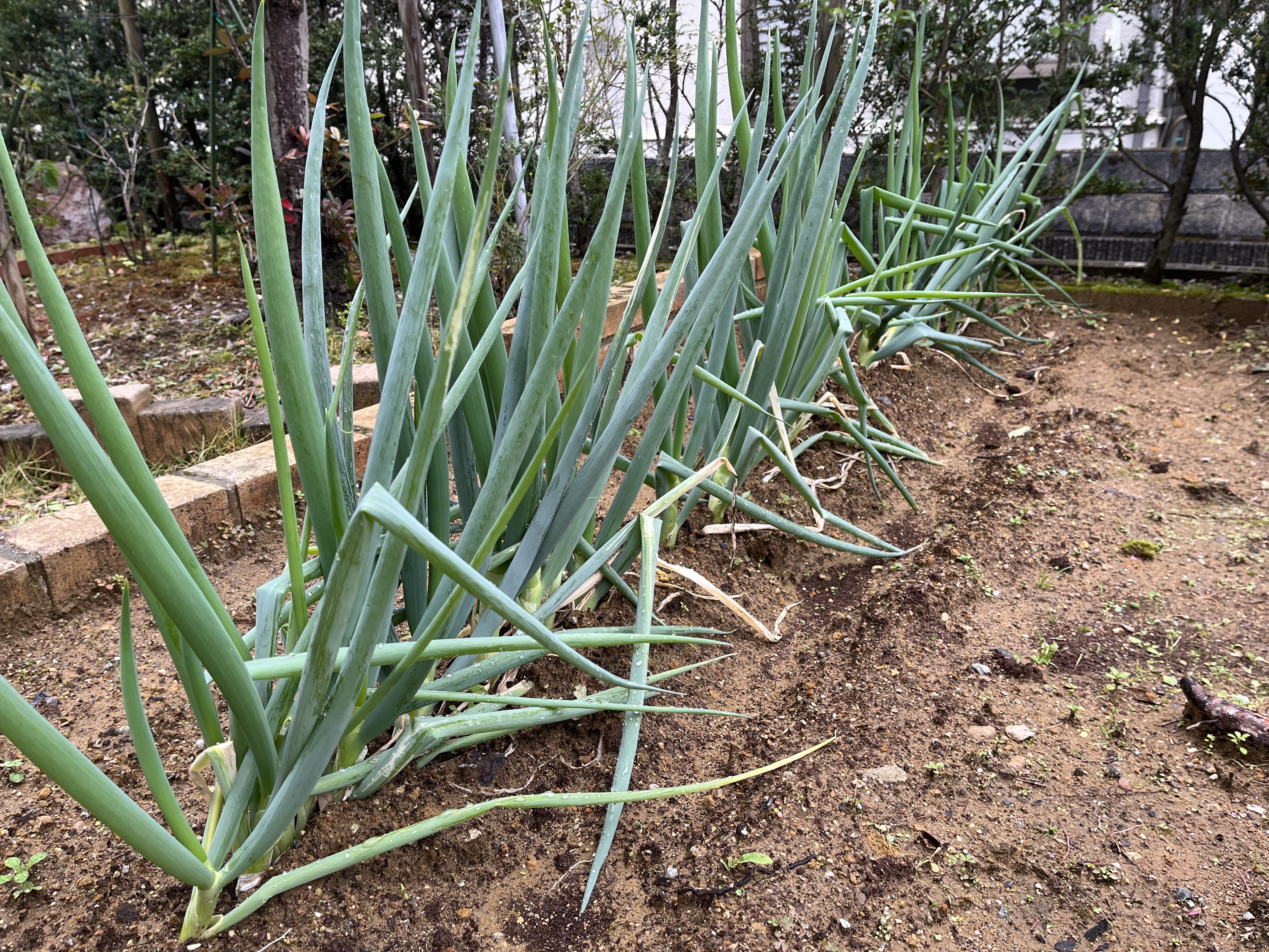 一昨日の強風で葉が倒れたネギの様子