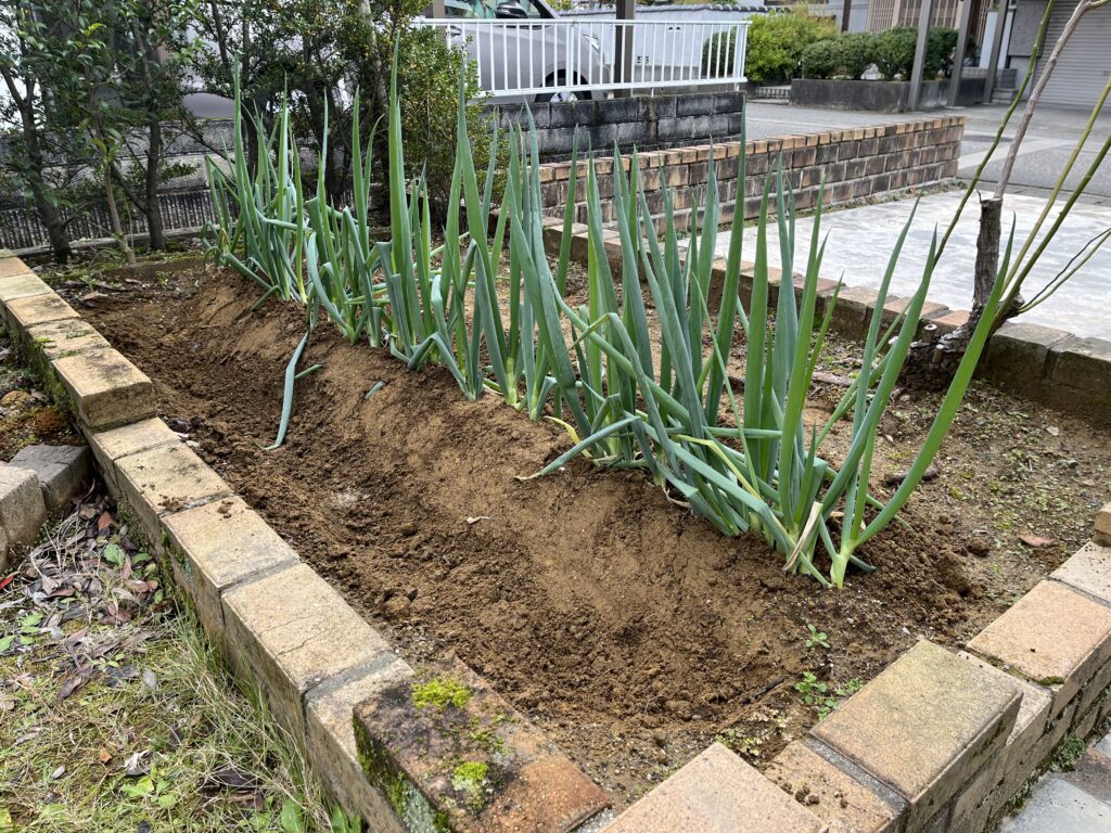 土寄せと追肥が完了したネギの様子