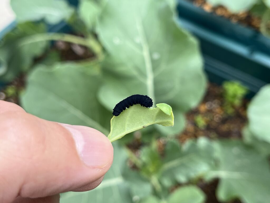 ヒゲナガクロハバチの幼虫がブロッコリーの葉を食害している様子