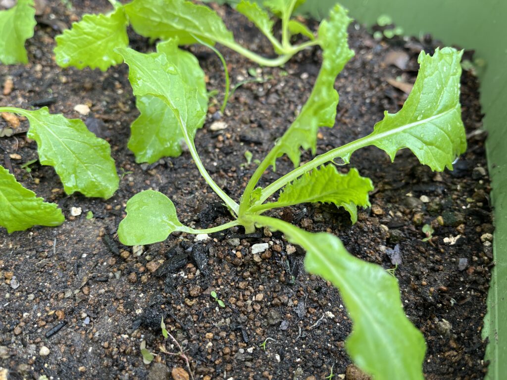 間引き、土寄せ、液肥が完了した小カブの様子