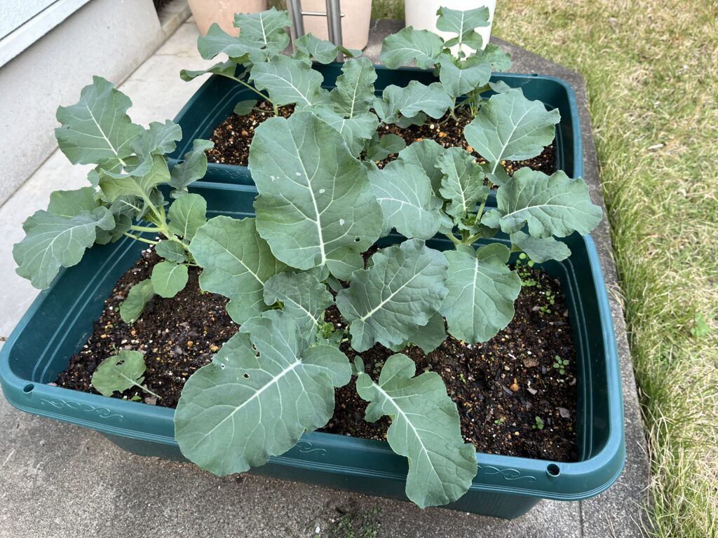 プランター内でパンパンに葉を広げているブロッコリーの様子