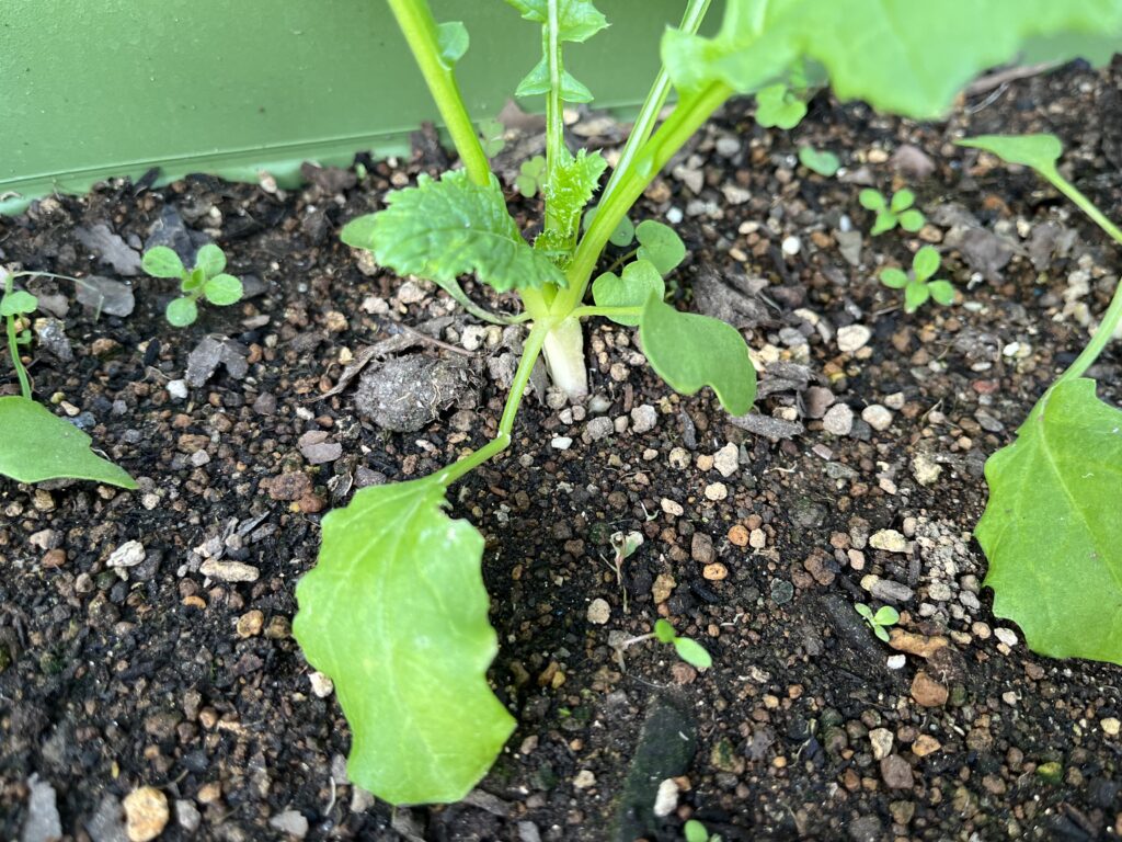 株元が白く、少し太くなってきている小カブの様子