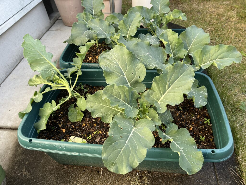 先週と比べて葉がひと回り大きくなったブロッコリーの様子