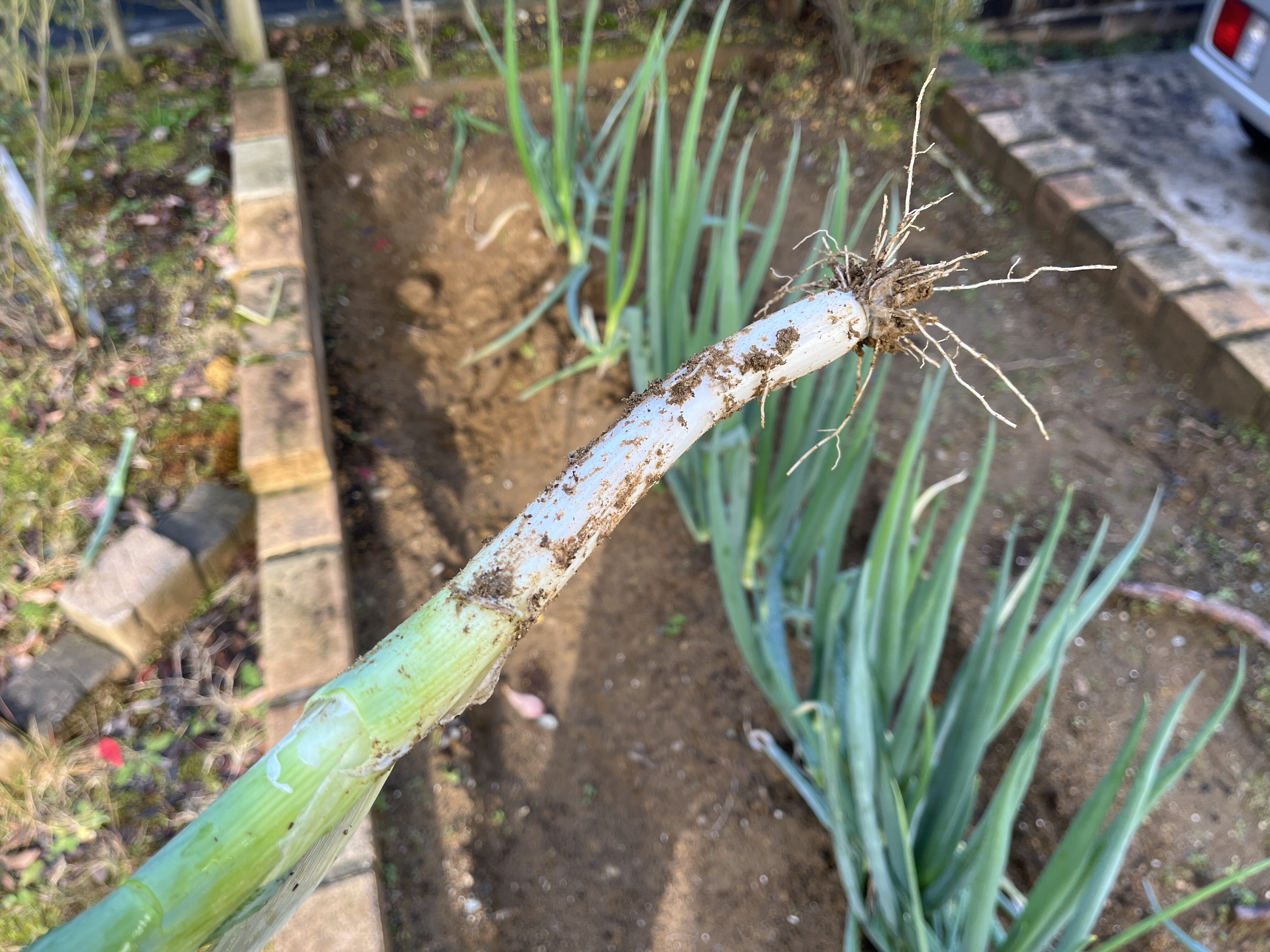 収穫したてで、まだ土が付いているネギの様子