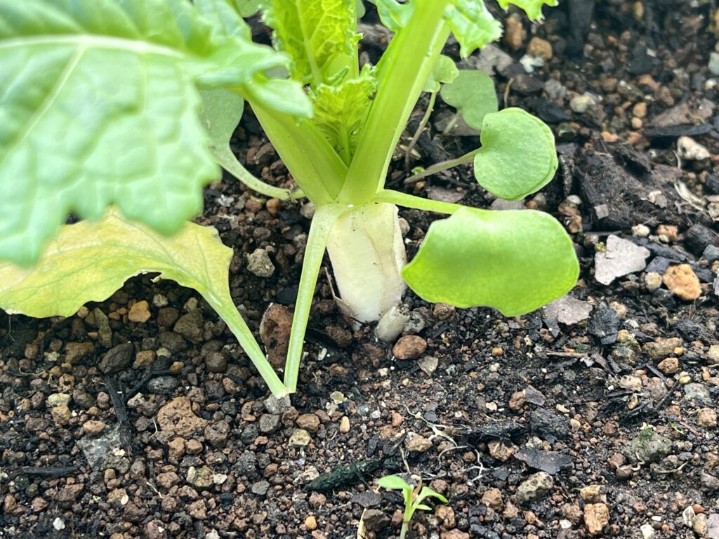 確実に太く成長してきている小カブの様子