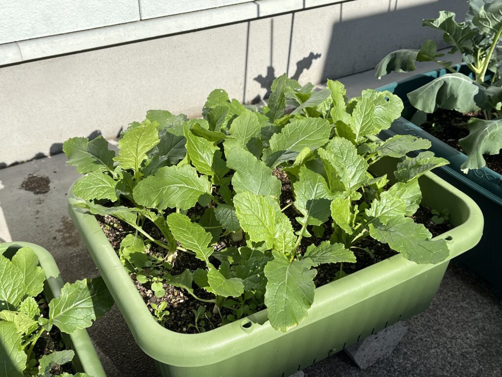 プランターの中が葉で密集している小カブの様子