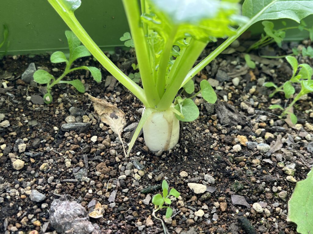順調に太く育ってきている小カブの様子