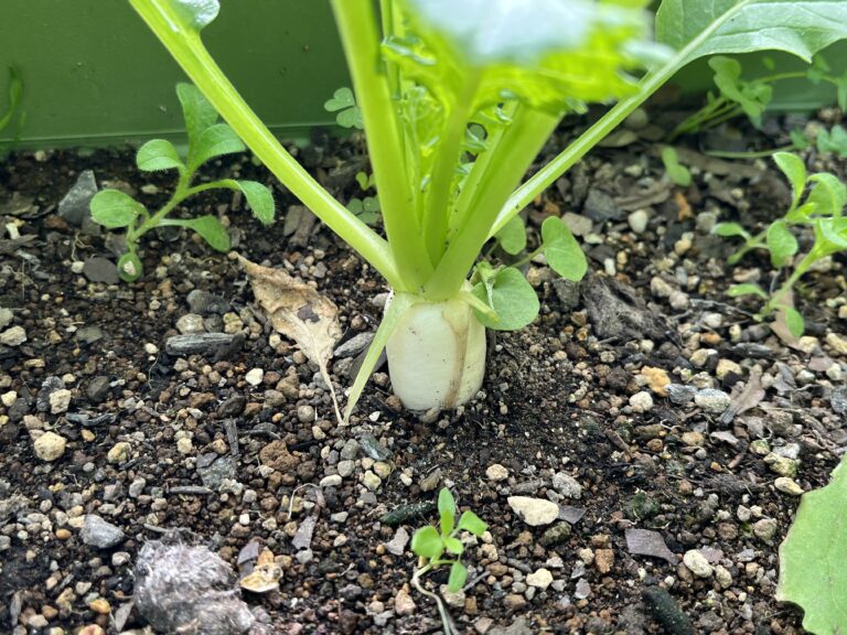 【家庭菜園日記】秋冬編・今週の家庭菜園だより⑥｜焚き火ネギの甘さと冬の足音