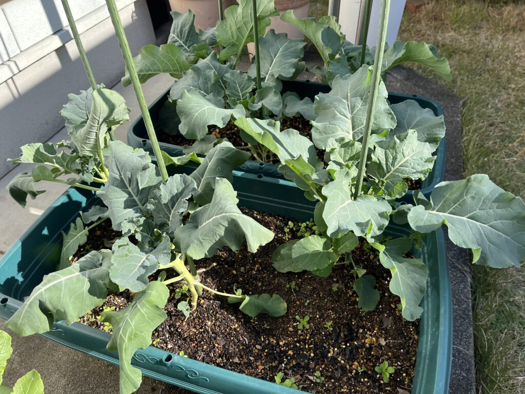 支柱を立てて強風対策したブロッコリーの様子