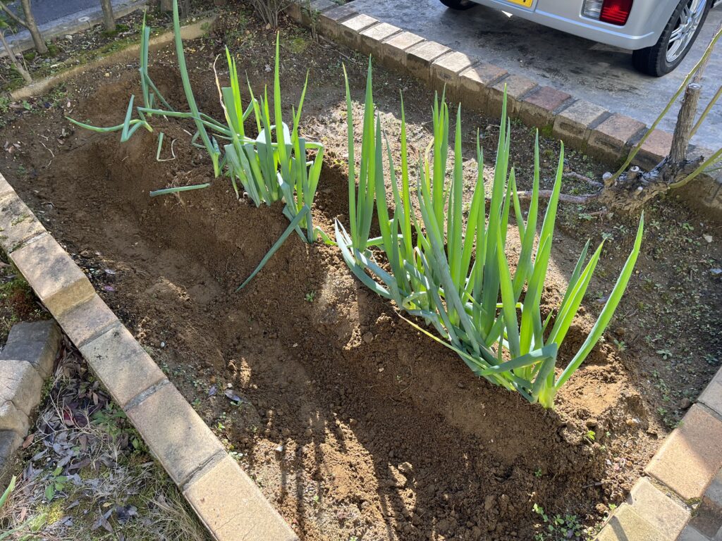 次々と収穫されて全体の2/3の量に減ってしまったネギの様子