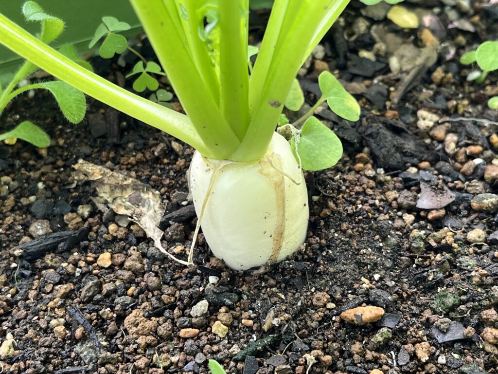 親指サイズに太ってきた小カブの様子