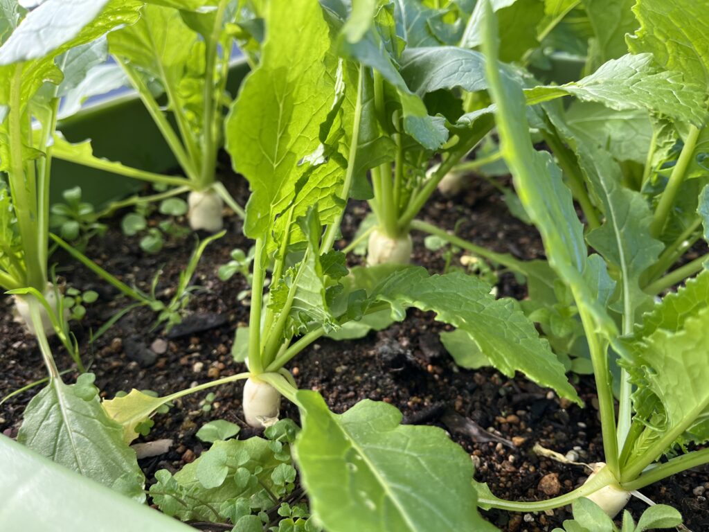 プランターの中で等間隔で整列している小カブの様子