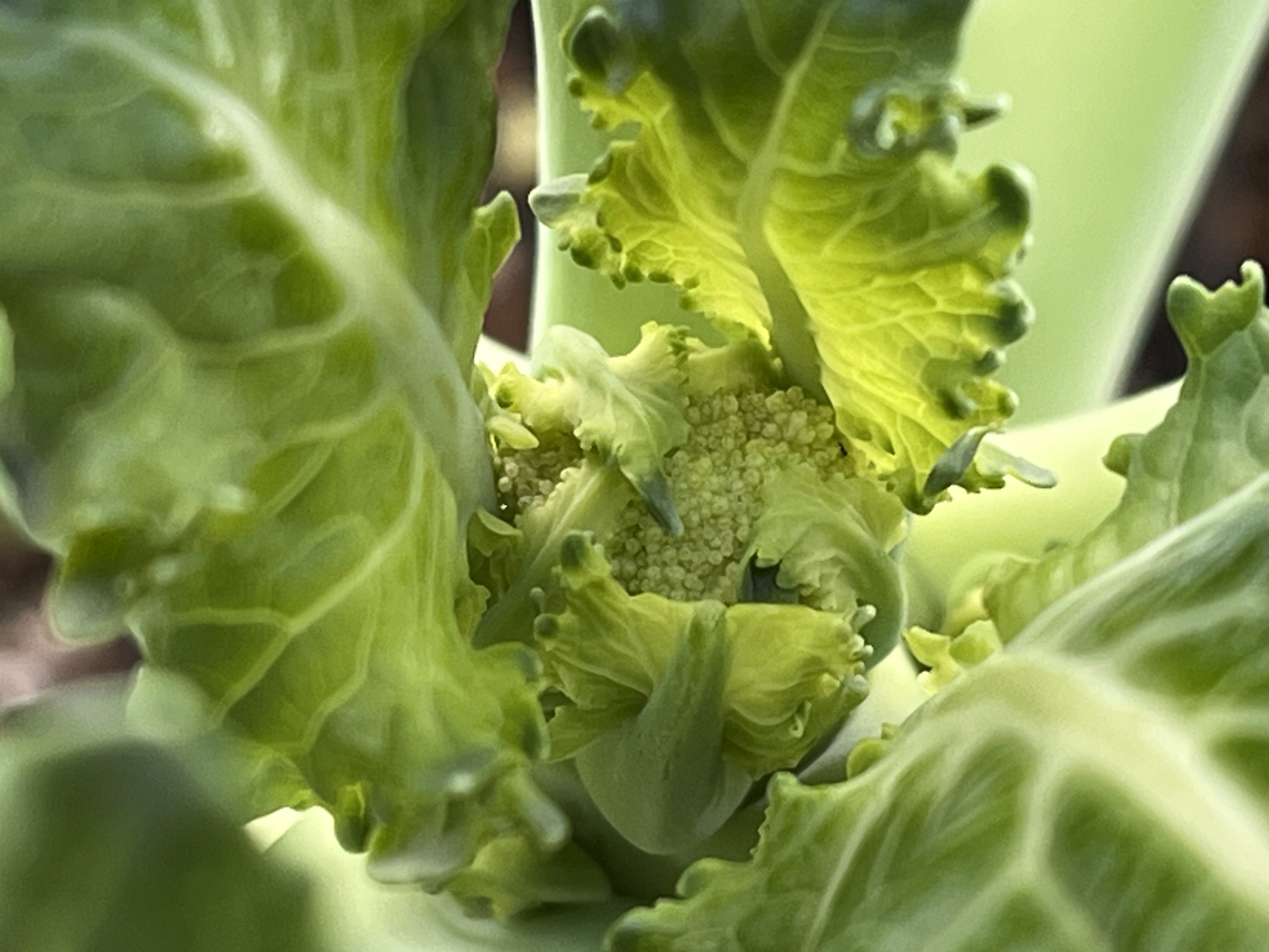 待望の花蕾が見えたブロッコリの様子