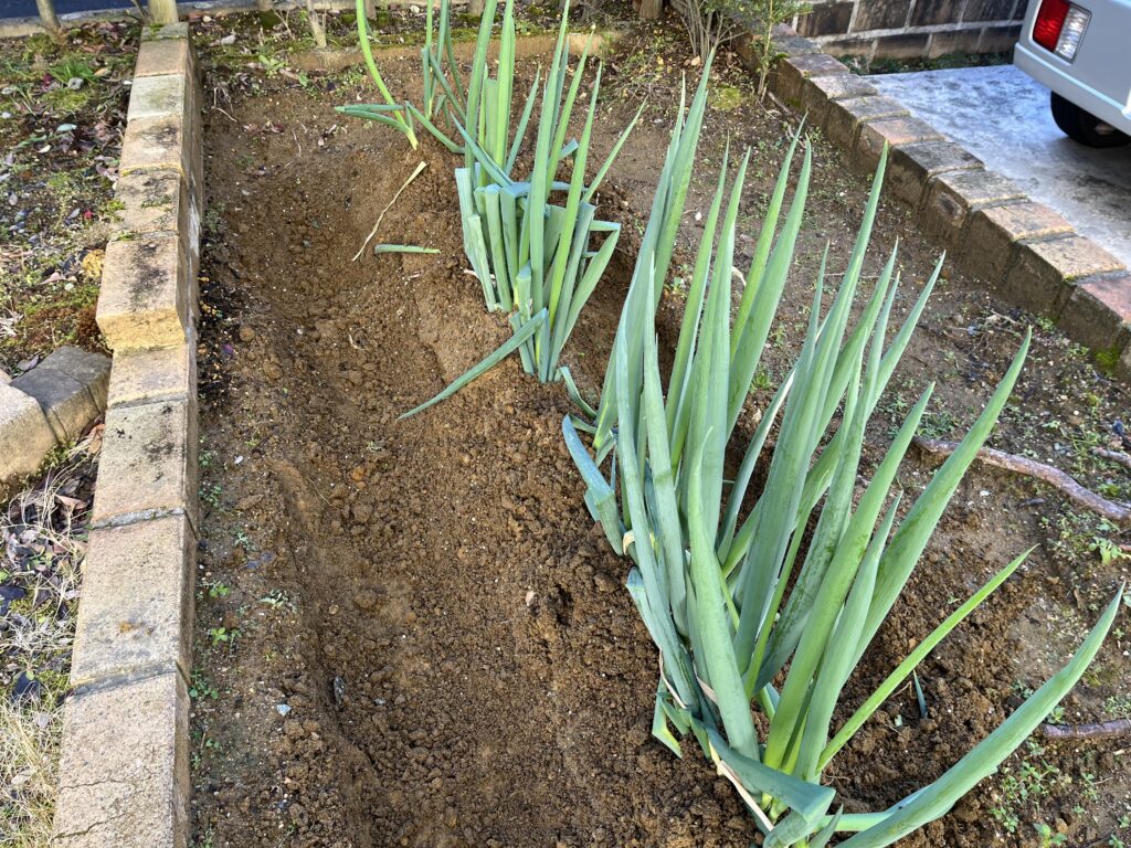 追肥と土寄せが完了したネギの様子