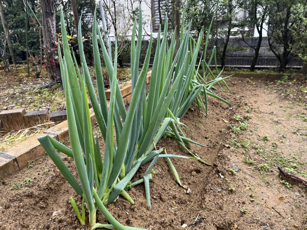 相変わらず元気な様子のネギ