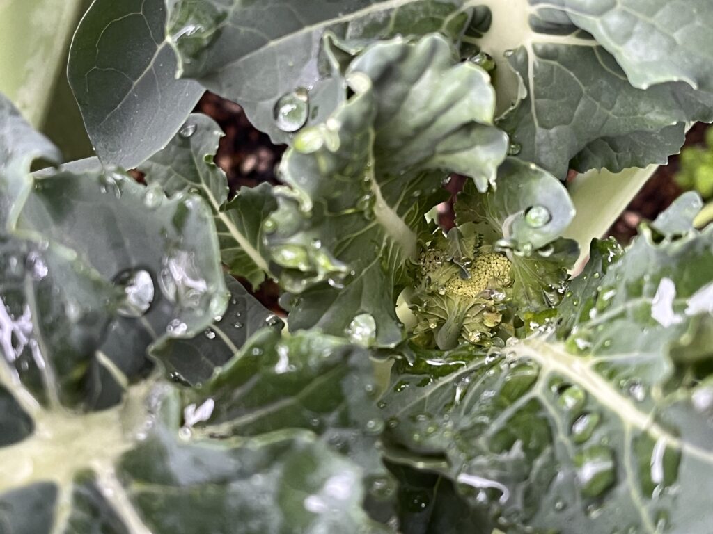 葉の中心にちょこんと顔を見せているブロッコリーの花蕾