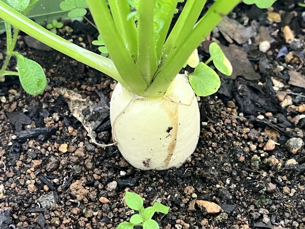 丸みが増してきた小カブの様子