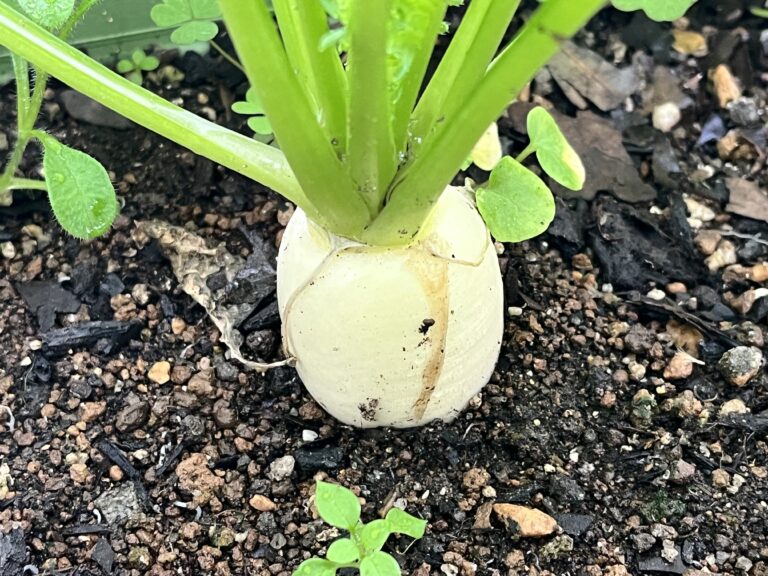 【家庭菜園日記】秋冬編・今週の家庭菜園だより⑧｜ブロッコリーの花蕾を見守りつつ、小カブの成長に期待する一週間
