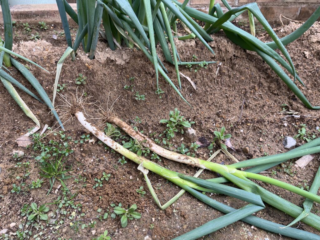 ２本収穫したネギ