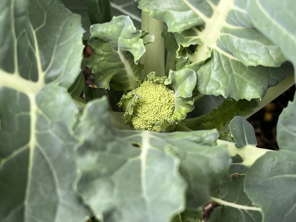 先週よりひと回り大きくなったブロッコリーの花蕾の様子