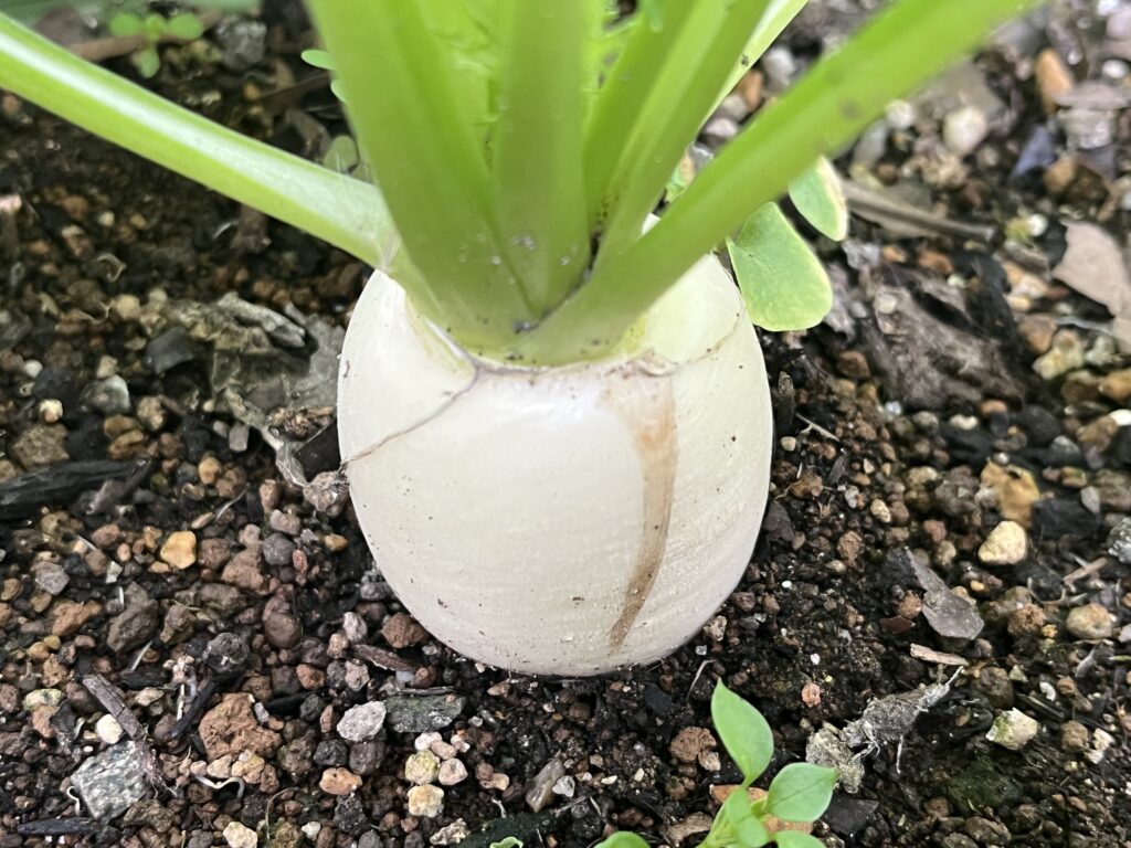 丸みが増してきた小カブの様子